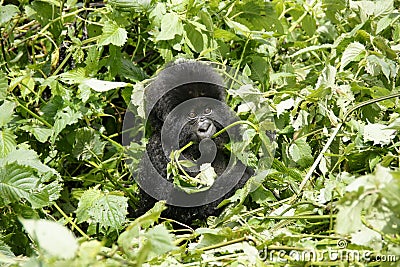 Young Mountain Gorilla