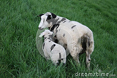 Young and old sheep in a meadow