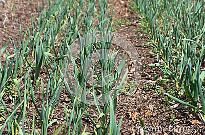 Young Onion Plants in Garden