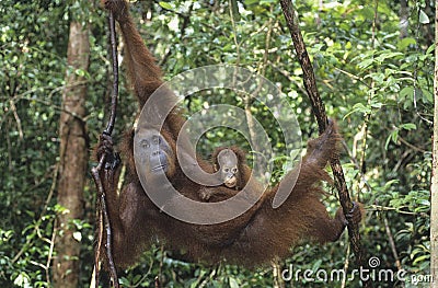 Young Orangutan embracing mother in tree