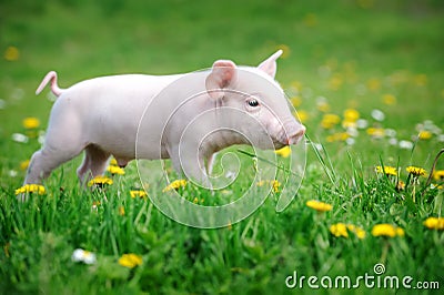 Young pig on a green grass