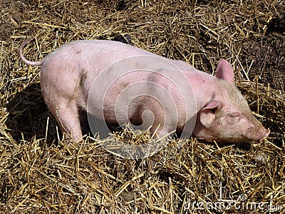 A young pig in the straw