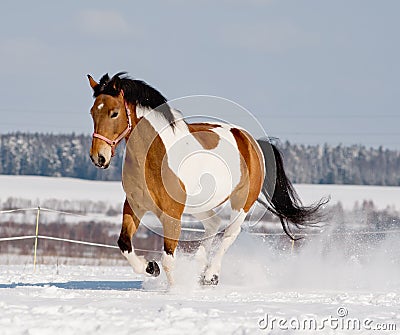 Young pinto horse