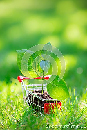 Young plant in shopping cart