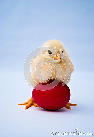 Young puffy chick standing over red egg