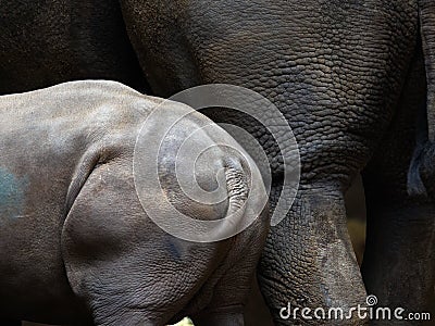 Young rhino next to his mother