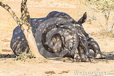 Young Rhino Resting Tree Wildlife