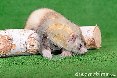 Young rodent ferret