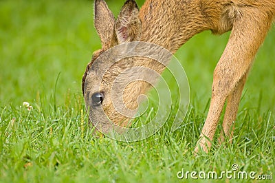 Young Roe deer