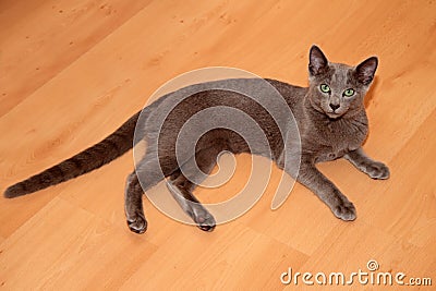 Young russian blue cat