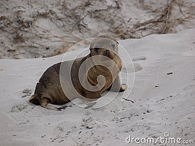 A young sea lion