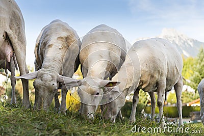 Young sheared sheep graze at grass hill