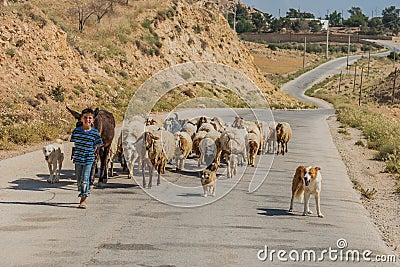 Young shepherd boy and flock of sheep jordan