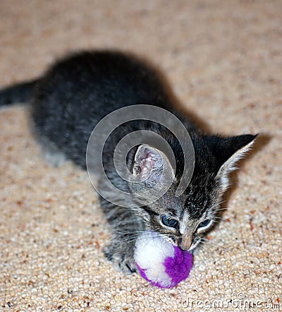 Young Short-Haired Grey Tabby Kitten