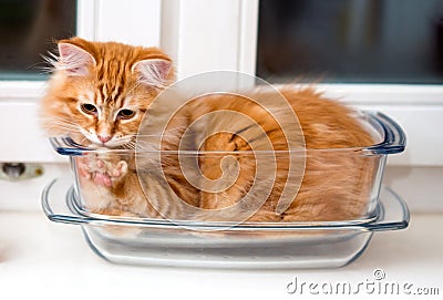 Young siberian cat in glass dish