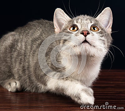 Young Silver Tabby Kitten Cat Looking Up