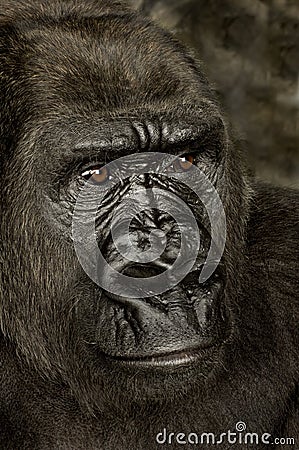 Young Silverback Gorilla