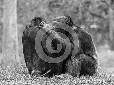 Young Silverback Gorillas