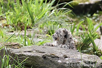 Young Snow Leopard