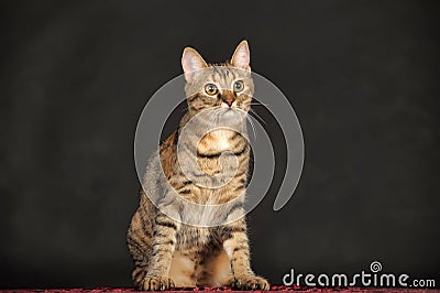 Young tabby cat