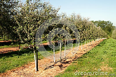Young trees in a cider apple orchard
