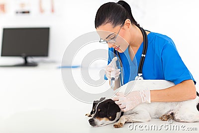 Vet vaccination dog