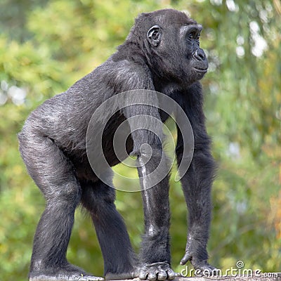 Young Western Lowland Gorilla