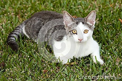 Young White and Grey Tabby Cat Lying on the Grass