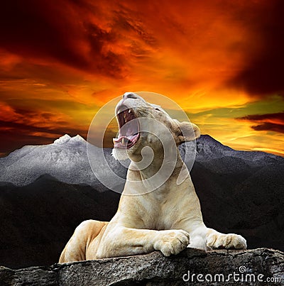 Young white lion,lioness lying and roar on mountain cliff against beautiful dusky sky use for king of wild ,wilderness ,leader in