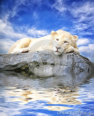 Young white lion sleep on the rock with reflections in water