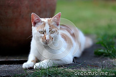 Young white and red cat laying down in the garden