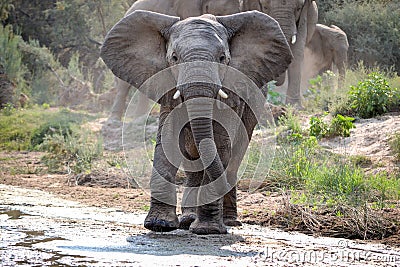Young Wild Elephant