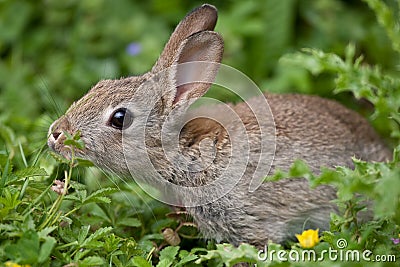 Young wild Rabbit
