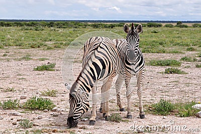 Young zebra with her mum