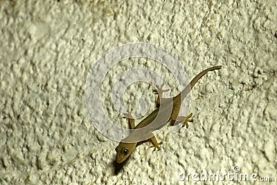 Zanzibar gecko, Kiwengwa, Zanzibar, Tanzania