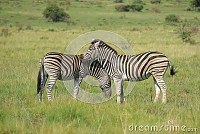 Zebra on African plains