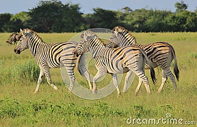 Zebra - African Wildlife Background - Galloping Stripes