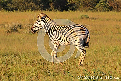 Zebra - African Wildlife Background - Running Stripes