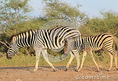 Zebra - Animal Moms at Work - Beauty from Africa