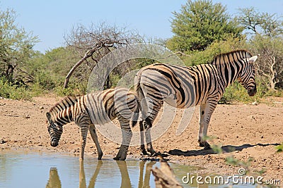 Zebra - Animal Moms at Work - Covering your rear end