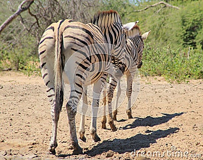 Zebra - Animal Moms at Work - Lined up