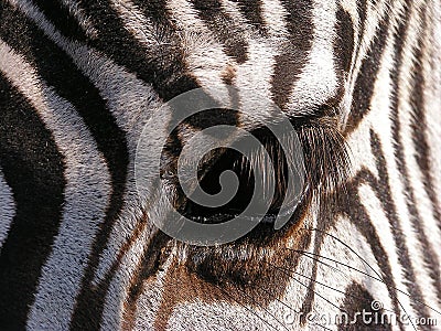 Zebra - detail