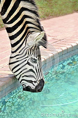 Zebra Drinking By The Swimming Pool Stock Photo - Image: 11396340