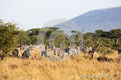 Zebra eating in Africa