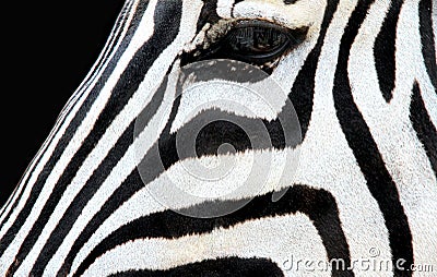 Zebra face