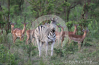 Zebra with few antelopes
