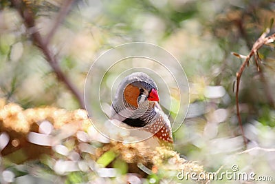Zebra finch tropical bird with colorful feathers