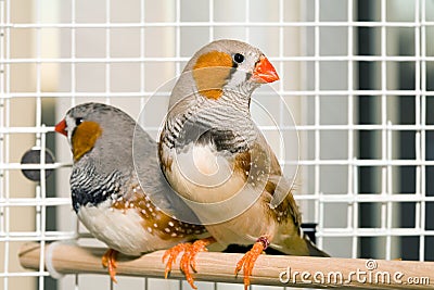 Zebra Finches