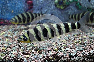 Zebra fish