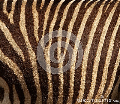 Zebra fur